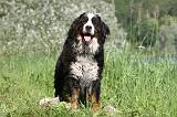 BOUVIER BERNOIS 095